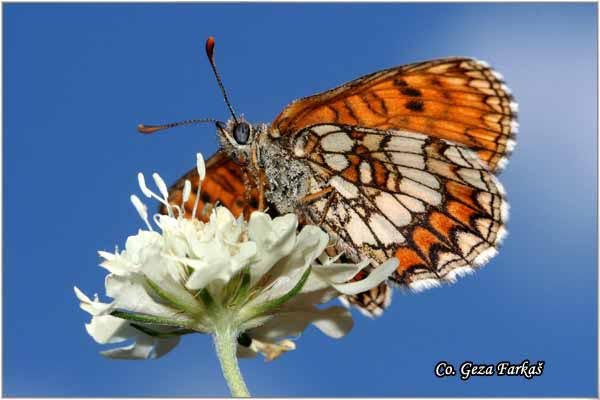 700_heath_fritillary.jpg - Heath Fritillary  Melitaea athalia, Bokvicin sarenac, Mesto - Location: Fruska Gora, Serbia