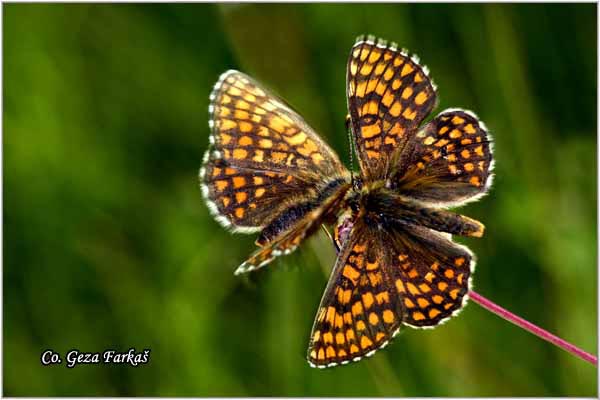 701_heath_fritillary.jpg - Heath Fritillary, Melitaea athalia, Bokvicin sarenac, Mesto - Location: Tara, Serbia