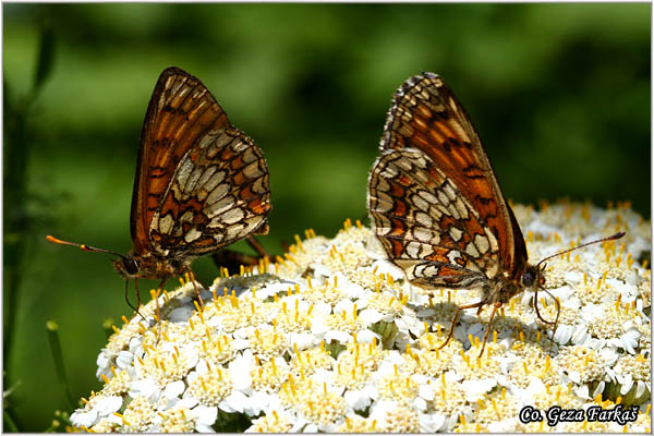 702_heath_fritillary.jpg - Heath Fritillary, Melitaea athalia, Bokvicin arenac, Mesto - Location: Tara, Serbia