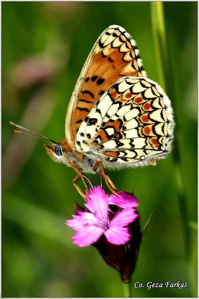 720_knapweed_fritillary.jpg - Knapweed Fritillary Melitaea phoebe