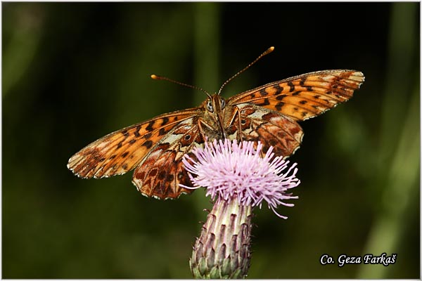 730_titanias_fritillary.jpg - Titania's Fritillary, Boloria titania, Planinska sedefica, Mesto - Location: Han Pjesak, Bosnia and Herzegovina