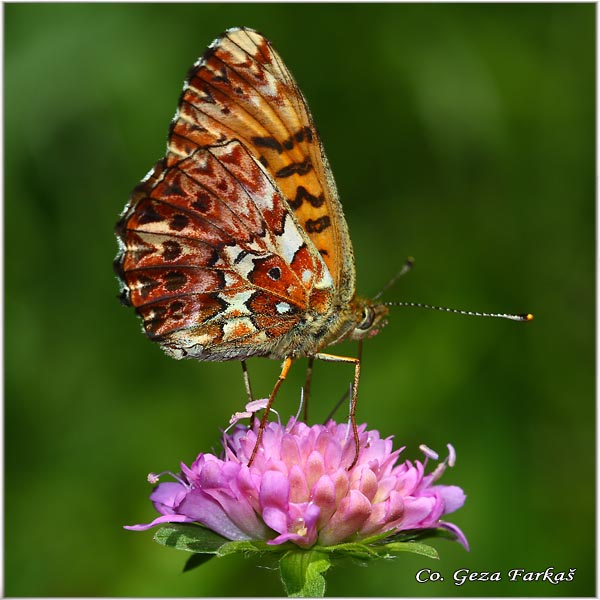 732_titanias_fritillary.jpg - Titania's Fritillary, Boloria titania, Planinska sedefica, Location: Maglic, Bosnia and Herzegovina