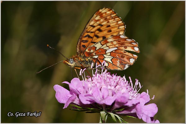 740_pearl-bordered_fritillary.jpg - Pearl-bordered Fritillary, Boloria euphrosine, Prolecna sedefica, Mesto - Location: Maglic, Bosnia and Herzegovina