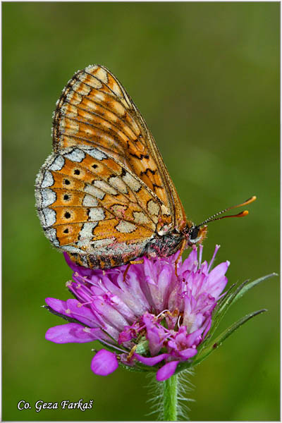 750_marsh_fritillary.jpg - Marsh fritillary, Euphydryas aurinia,  Moèvarni arenac,  Mesto - Location: Mokra gora, Serbia