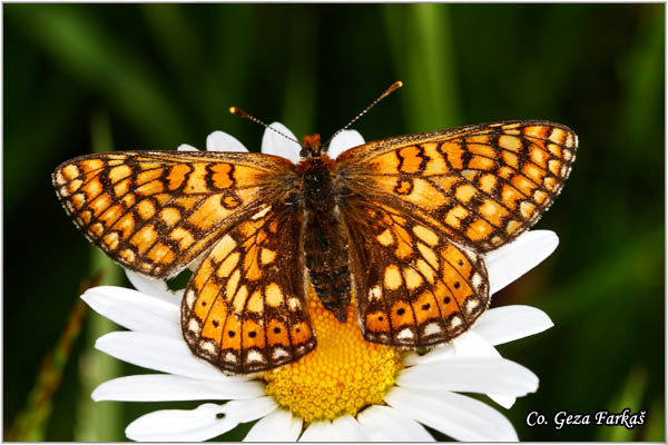 751_marsh_fritillary.jpg - Marsh fritillary, Euphydryas aurinia,  Moèvarni arenac,  Mesto - Location: Mokra gora, Serbia