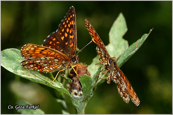 760_false_heath_fritillary.jpg - False Heath Fritillary, Melitaea diamina, Mrki sarenac, Mesto - Location: Han Pjesak, Bosnia and Herzegovina