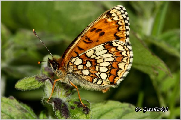 770_nickerls_fritillary.jpg - Nickerl's Fritillary, Melitaea aurelia, Zlatni arenac, Mesto - Location: Han pjesak, Bosnia and Herzegovina