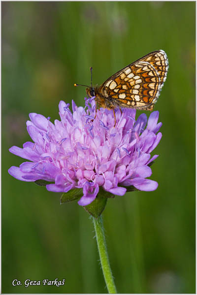 771_nickerls_fritillary.jpg - Nickerl's Fritillary, Melitaea aurelia, Zlatni arenac,  Mesto - Location: Mokra gora, Serbia