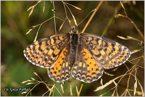 775_spotted_fritillary.jpg - Spotted Fritillary, Melitaea didyma, Plameni arenac, Location: Maglic mountain, Bosnia and Herzegovina