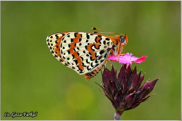 776_spotted_fritillary.jpg - Spotted Fritillary, Melitaea didyma, Plameni arenac, Location: Mokra gora, Serbia