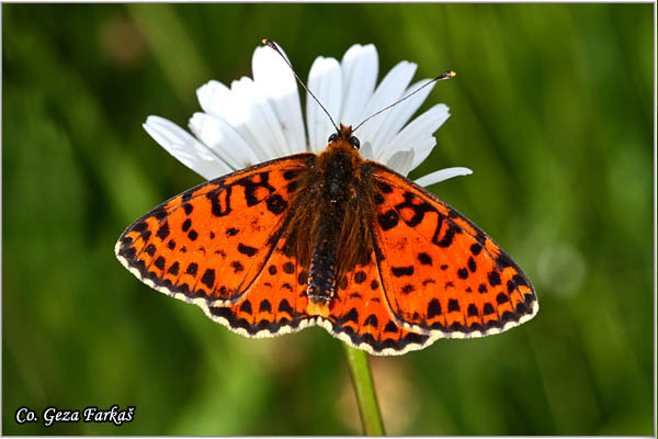 777_spotted_fritillary.jpg - Spotted Fritillary, Melitaea didyma, Plameni arenac, Location: Mokra gora, Serbia