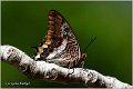 008_two-tailed_pasha