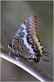 010_two-tailed_pasha