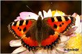 100_small_tortoiseshell