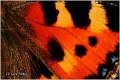 103_small_tortoiseshell