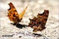 150_comma