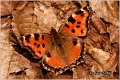 170_large_tortoiseshell