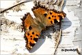 171_large_tortoiseshell