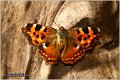 180_compton_tortoiseshell