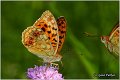 205_high_brown_fritillary