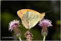 210_silver-washed_fritillary