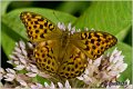 211_silver-washed_fritillary