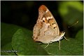 300_lesser_purple_emperor