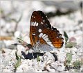 410_white_admiral