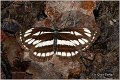 503_common_glider