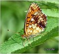 610_lesser_marbled_fritillary