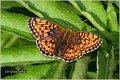 611_lesser_marbled_fritillary