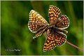 701_heath_fritillary