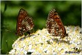 702_heath_fritillary