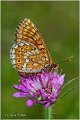 750_marsh_fritillary