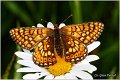 751_marsh_fritillary