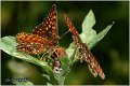 760_false_heath_fritillary