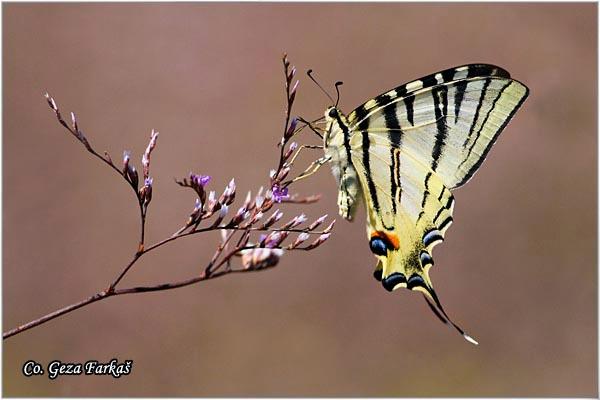 003_scarce_swallowtail.jpg - Scarce Swallowtail, Iphiclides podalirius, Jedrilac, Mesto - Location: Skhiatos, Greece