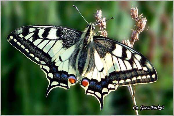 013_swallowtail.jpg - Swallowtail, Papilio machaon, Makazar, Mesto - Location: Fruska Gora, Serbia