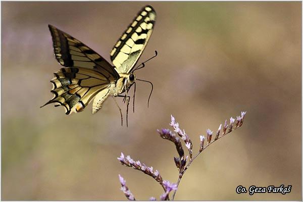 022_swallowtail.jpg - Swallowtail, Papilio machaon, Makazar, Mesto - Location: Skhiatos, Greece