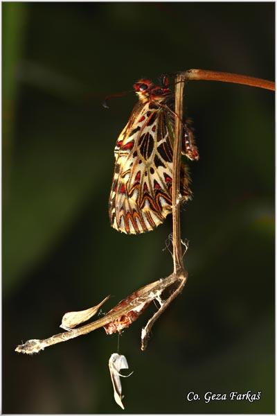 030_southern_festoon.jpg - Southern Festoon, Zerynthia polyxena, Uskršnji leptir, Location: Stara planina, Serbia