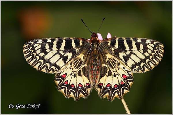 031_southern_festoon.jpg - Southern Festoon, Zerynthia polyxena, Uskršnji leptir, Location: Stara planina, Serbia