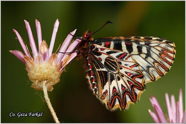 032_southern_festoon.jpg - Southern Festoon, Zerynthia polyxena, Uskršnji leptir, Location: Stara planina, Serbia