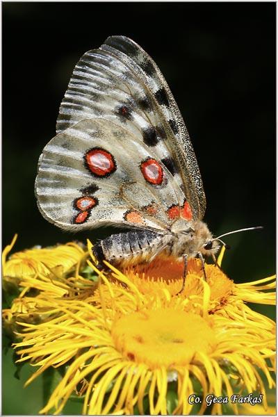 040_apollo.jpg - Apollo, Parnassius apollo, Apolon, Location: Maglic, Bosnia and Herzegovina