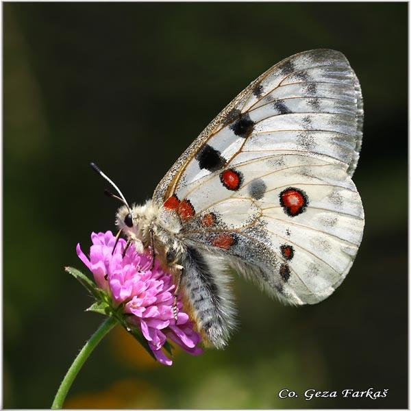 042_apollo.jpg - Apollo, Parnassius apollo, Apolon, Location: Maglic, Bosnia and Herzegovina