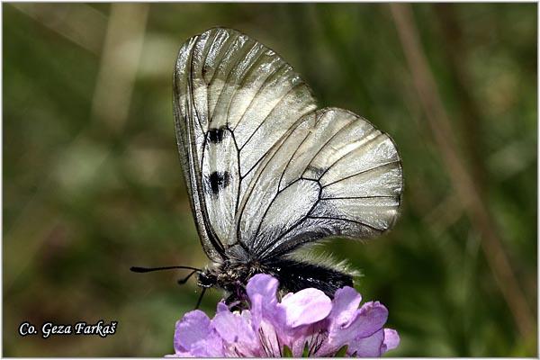 050_clouded_apollo.jpg - Clouded Apollo, Parnassius mnemosine, Mnemozine, Mesto - Location: Maglic, Bosnia and Herzegovina