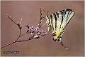 003_scarce_swallowtail