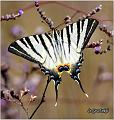 004_scarce_swallowtail