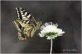 015_swallowtail