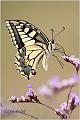 017_swallowtail