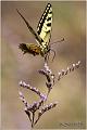 021_swallowtail